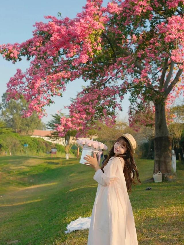 最美松湖 | 这棵“顶流”异木棉到底有多顶？