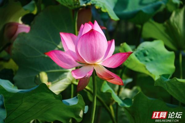 湘南荷韵永州情：那一池乡愁刻进骨子里