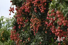 电白荔枝购销忙 交易现场车水马龙图片