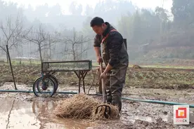 贡井区莲花镇沙溪村：折耳根喜获丰收 群众致富添路径图片