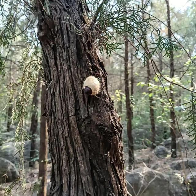 佳文悦览 | 变单一林相为多彩画卷 生态修复促进云龙湖景观品质提升