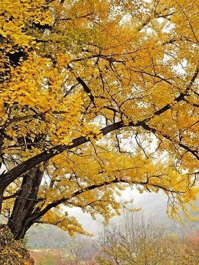 “刷爆”洛阳人朋友圈的金色，谁看谁心动～