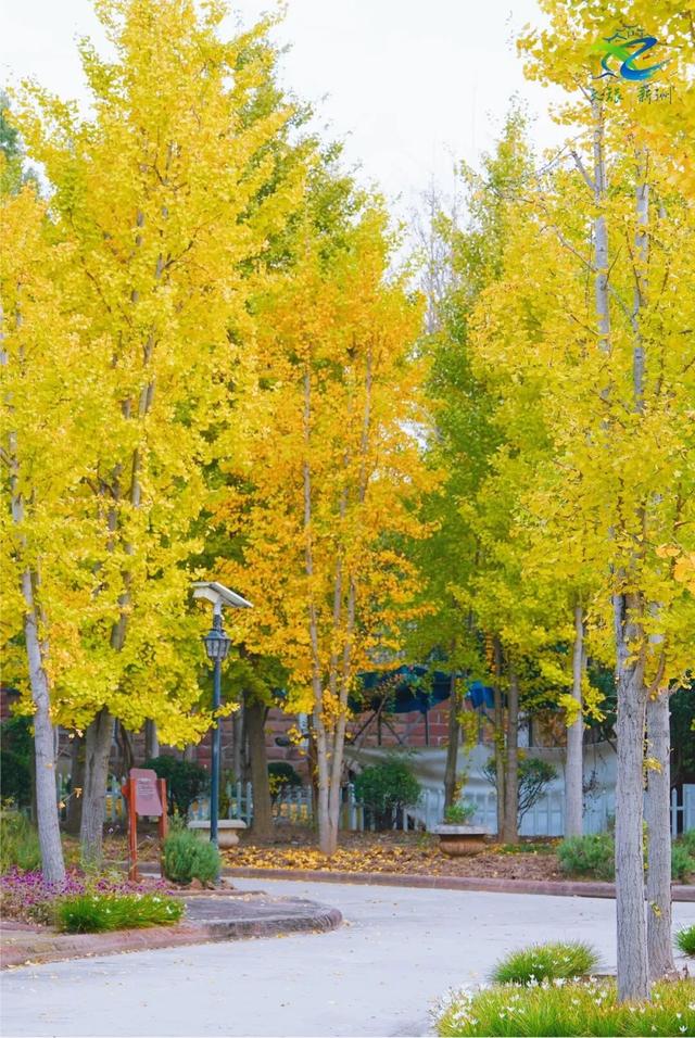 别去日本了！新洲的“同款”风景，美得更懂你