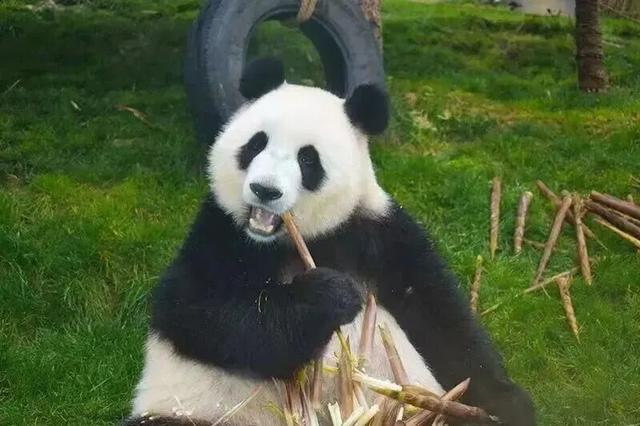 南宁就是冬日旅游天花板！摘果+跑马+演唱会+美景打卡，带你玩转“水果自由”之旅