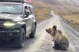 游客在西藏投喂藏马熊配文“逗逗狗熊”，景区：屡禁不止，已考虑迁移两只熊图片