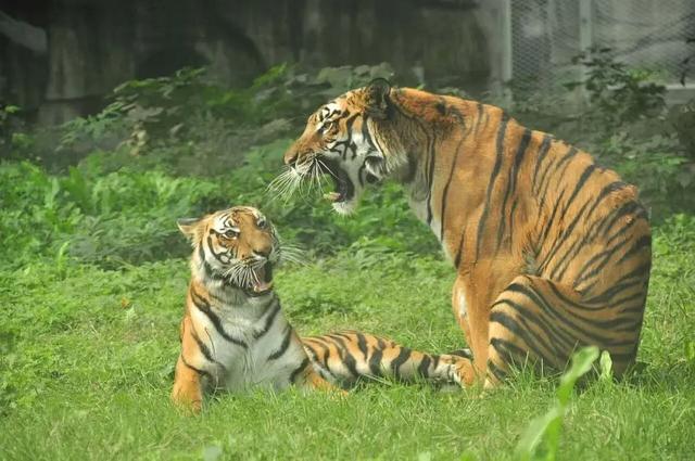 比电影还上头，重庆现实版“疯狂动物城”，超好逛！