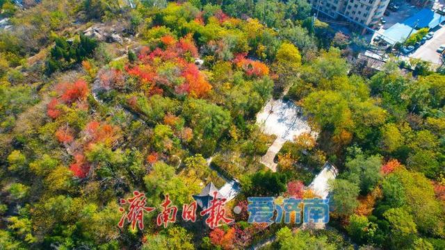 一年四季 泉在济南丨药山公园初冬美景：层林尽染处 山水入画来