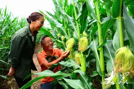 给种子装上“郯城芯”，“县队”育出22个新品种图片