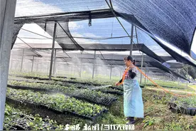 【高质量发展蹲点调研采访】江口民和镇：中药材产业开出“致富良方”图片