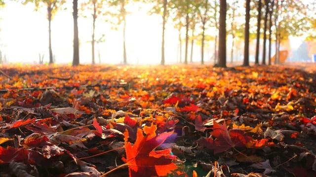 金山人宣布！这条宝藏线路将是“上海旅超”秋冬名场面!