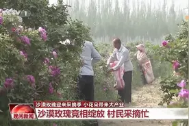 既防风固沙又助农增收 沙漠玫瑰带动多产业发展图片