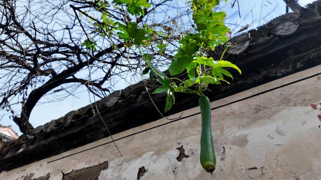 旌德，红黄橙绿白～