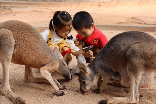 38元玩冰雪！前海冰雪世界放大价 南山妇女节六大景区超值狂欢