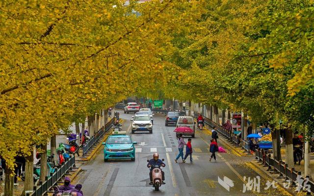 荆州古城银杏染金 城管“缓扫”留秋韵