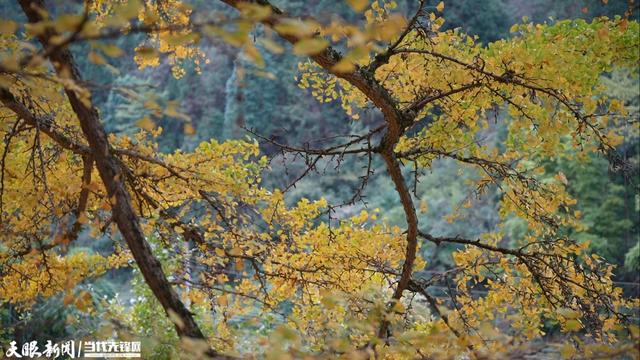 汇川:一颗古树的金色浪漫