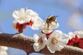 济南：红杏枝头春意闹图片