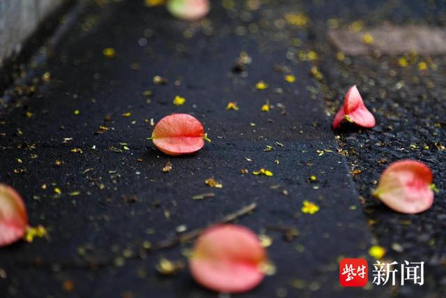 花容悦貌｜美！南京浦口“栾树大道”秋色藏不住