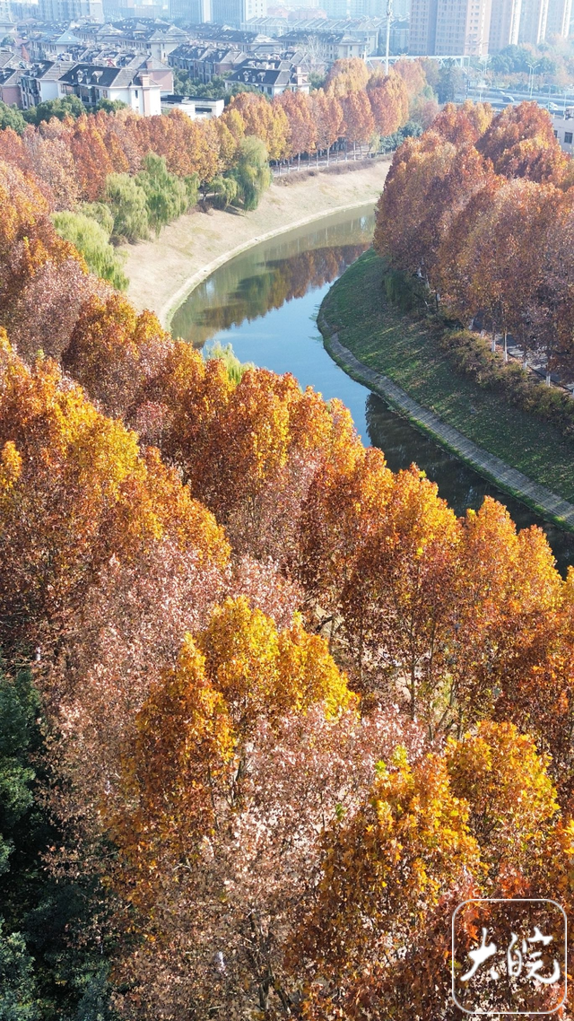 合肥冬日绝美画卷！满城“金色法桐”邀您共赏
