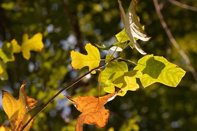 别错过，用Citywalk感受落叶的浪漫→