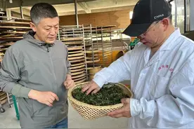 云南临沧：旅居茶乡拓展“茶”旅融合新路径图片