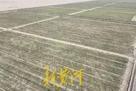 沿着河湖看新疆 | 一亩地省出250方水，戈壁上种出了“金苹果”图片