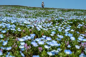 （外代一线）春花盛放图片