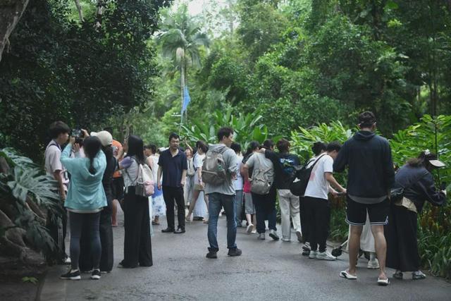 版纳植物园暑期，解锁无忧畅游清凉体验！