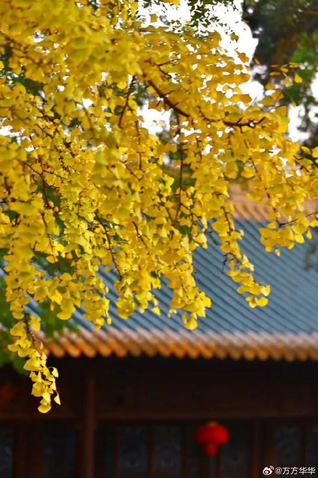 秦淮的银杏，悄悄黄了