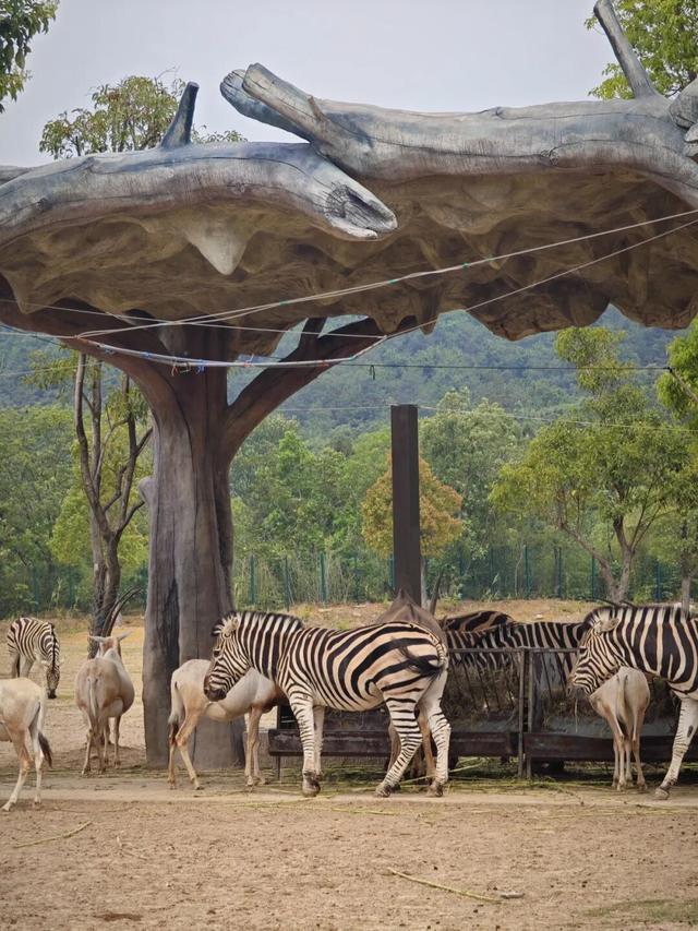 江宁“疯狂动物城”