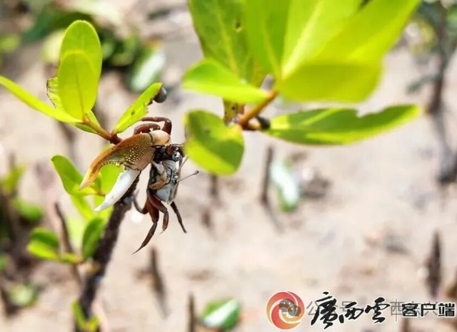 跟着赛事去旅行 | 中越界河风景区：走进自然与城市和谐共生的美丽画卷