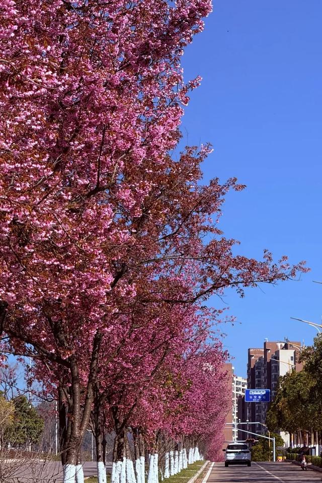 冬樱花、梅花、郁金香、虞美人......昆明最全赏花攻略请查收