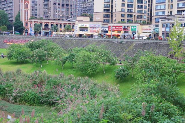 藏在西充城里的“芙蓉秘境”！千余亩美景承包你的秋日浪漫