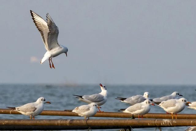 977～冬季来南阳看海鸥吧～对19地居民免门票!