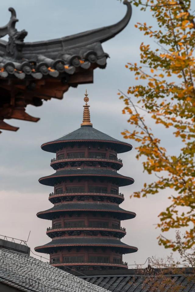 “好柿发生”～婺女洲的“柿”情画意你体验过吗？