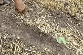 安徽淮北持续高温干旱：一家三口接水浇地种玉米，2亩地浇了10小时图片