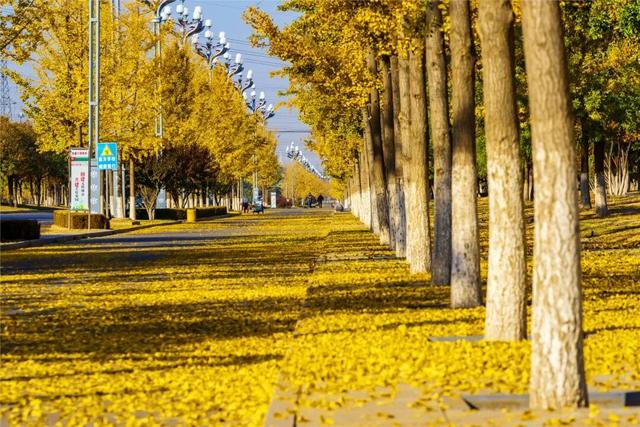 学习强国 | 河北张家口：旖旎如画的银杏大道