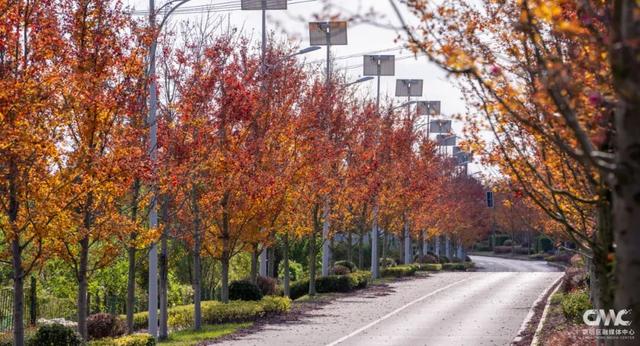 来崇明，邂逅“美拉德”风美景