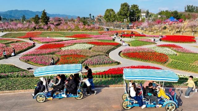 春花争艳游客旺