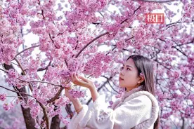 武大樱花何时开？最新答案来了图片