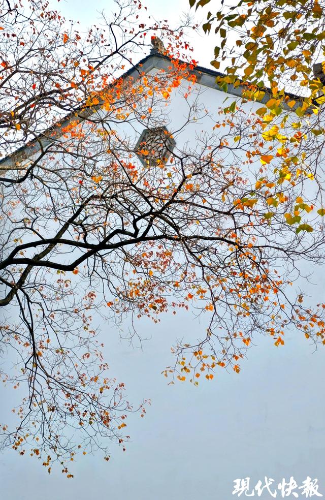 白墙黛瓦映乌桕，南京老门东的秋日中式浪漫美成壁纸