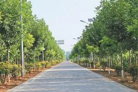 路旁种树  绿满沿途（美丽中国）图片