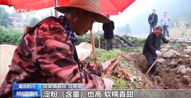 赏枫、品蟹、喝汤 霜降的仪式感拉满了~