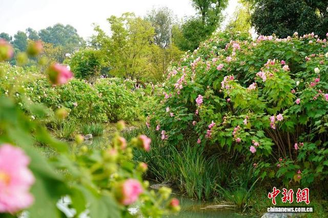 成都天府芙蓉园花开满园：吸引市民游客簇拥赏花拍照