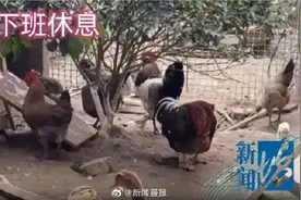 邻居养鸡凌晨2点起整点报时打鸣 女子崩溃：根本没法睡……图片