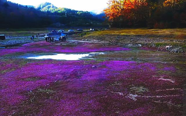 晚潮｜当蓼子花匍匐过滩涂，岁月便藏起了满地温柔