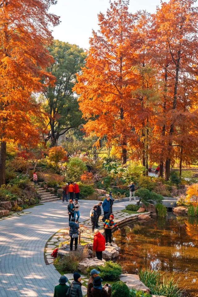 红枫+瀑布！上海市中心免费“斑斓山谷”迎来最美秋景→