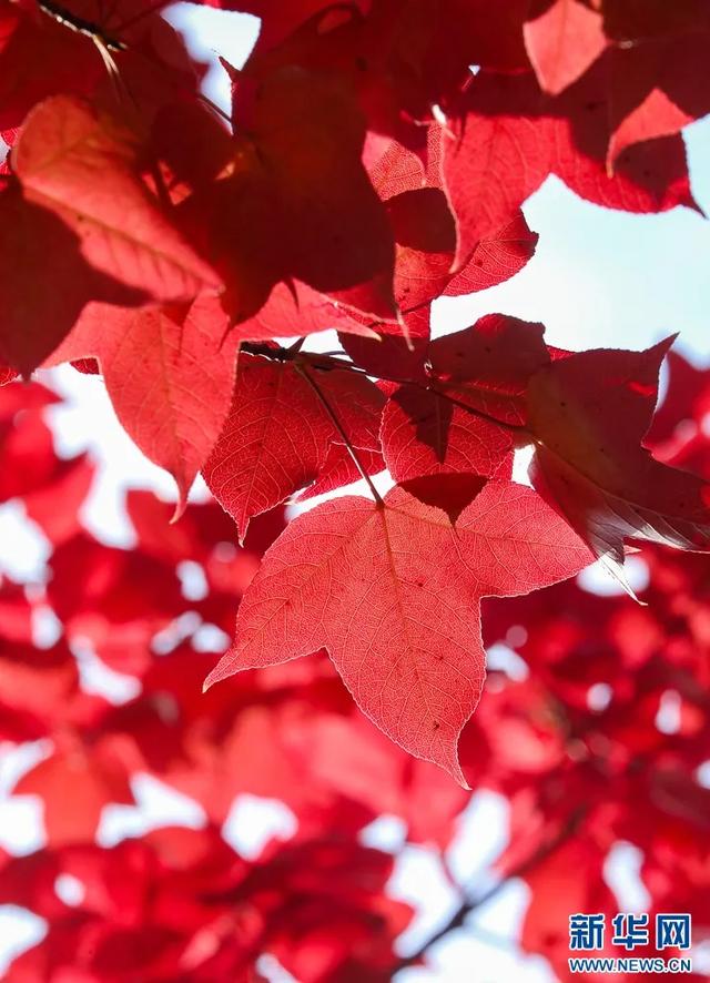 昆明迎来最美赏枫季 打卡攻略奉上