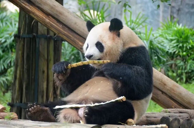 巡游、无人机、美食市集……假期超全攻略来了！