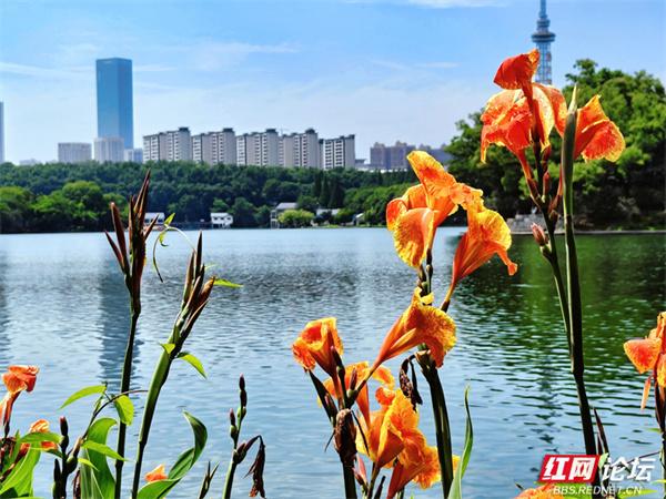 被湖岸美人蕉治愈：原来美好就藏在城市的水边