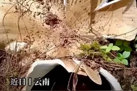 “吃菌季”来啦！警惕中毒风险！这几个误区，快来了解下→图片